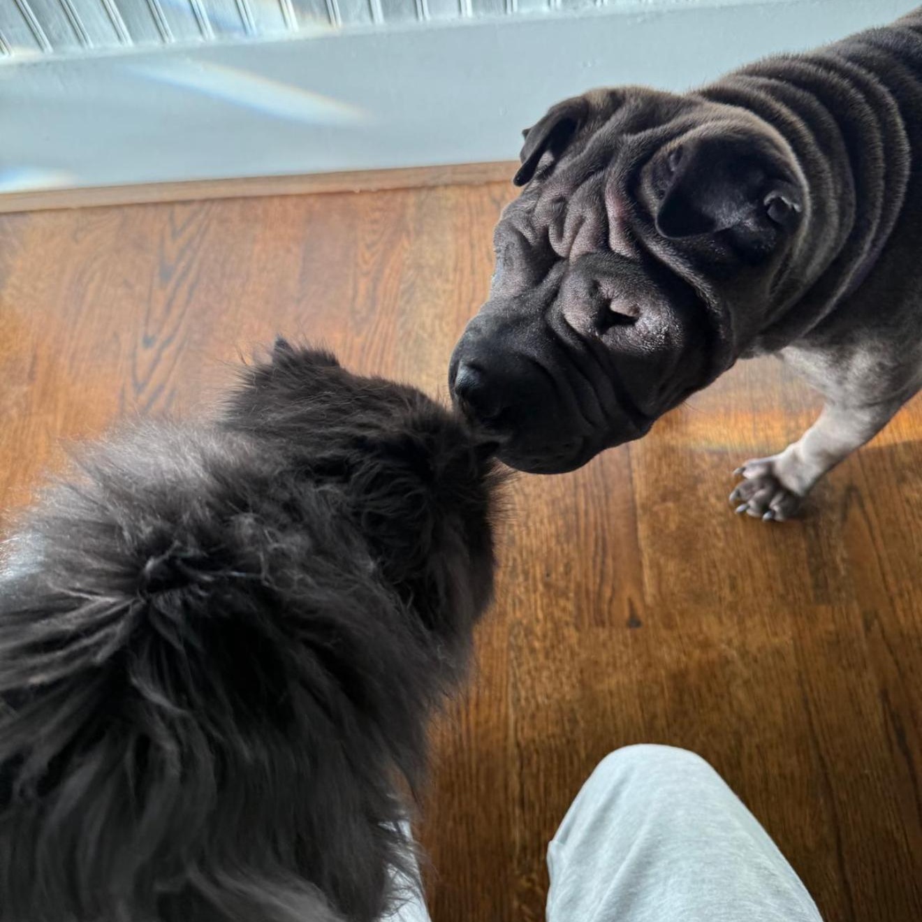 Bon-Bon Bardot, a Adoptable Shar-Pei in Marietta, GA image 5/6