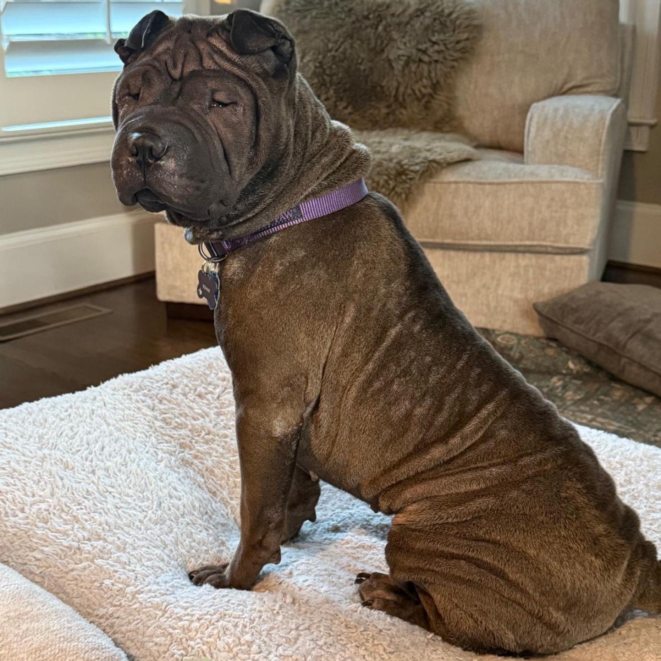 Bon-Bon Bardot, a Adoptable Shar-Pei in Marietta, GA image 4/6