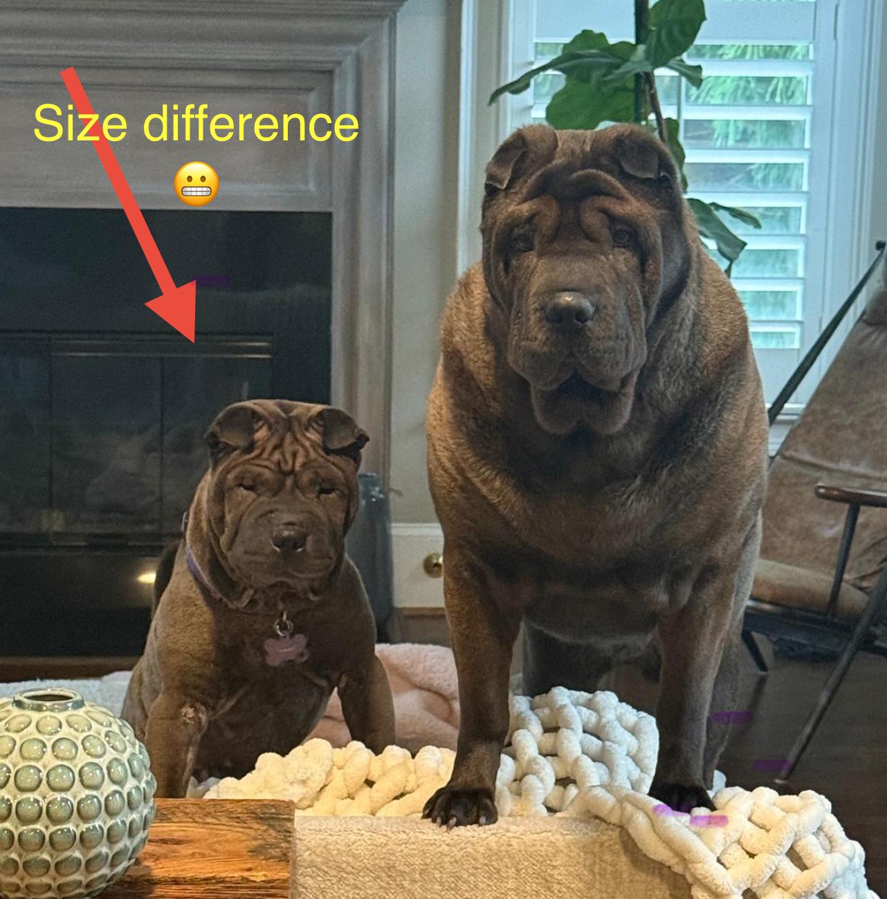 Bon-Bon Bardot, a Adoptable Shar-Pei in Marietta, GA image 2/6