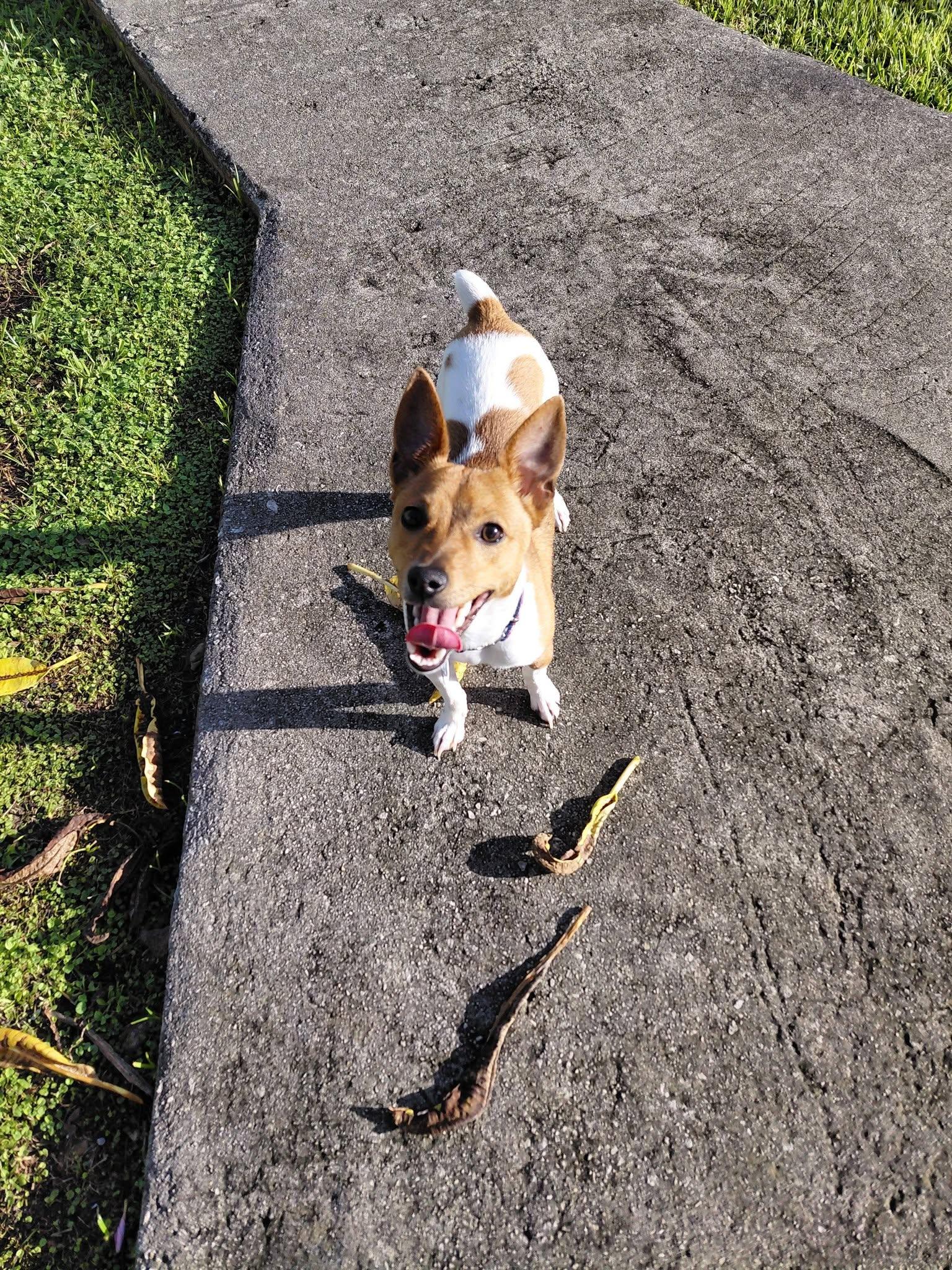 Timmy, Adoptable, Young Male Rat Terrier.
