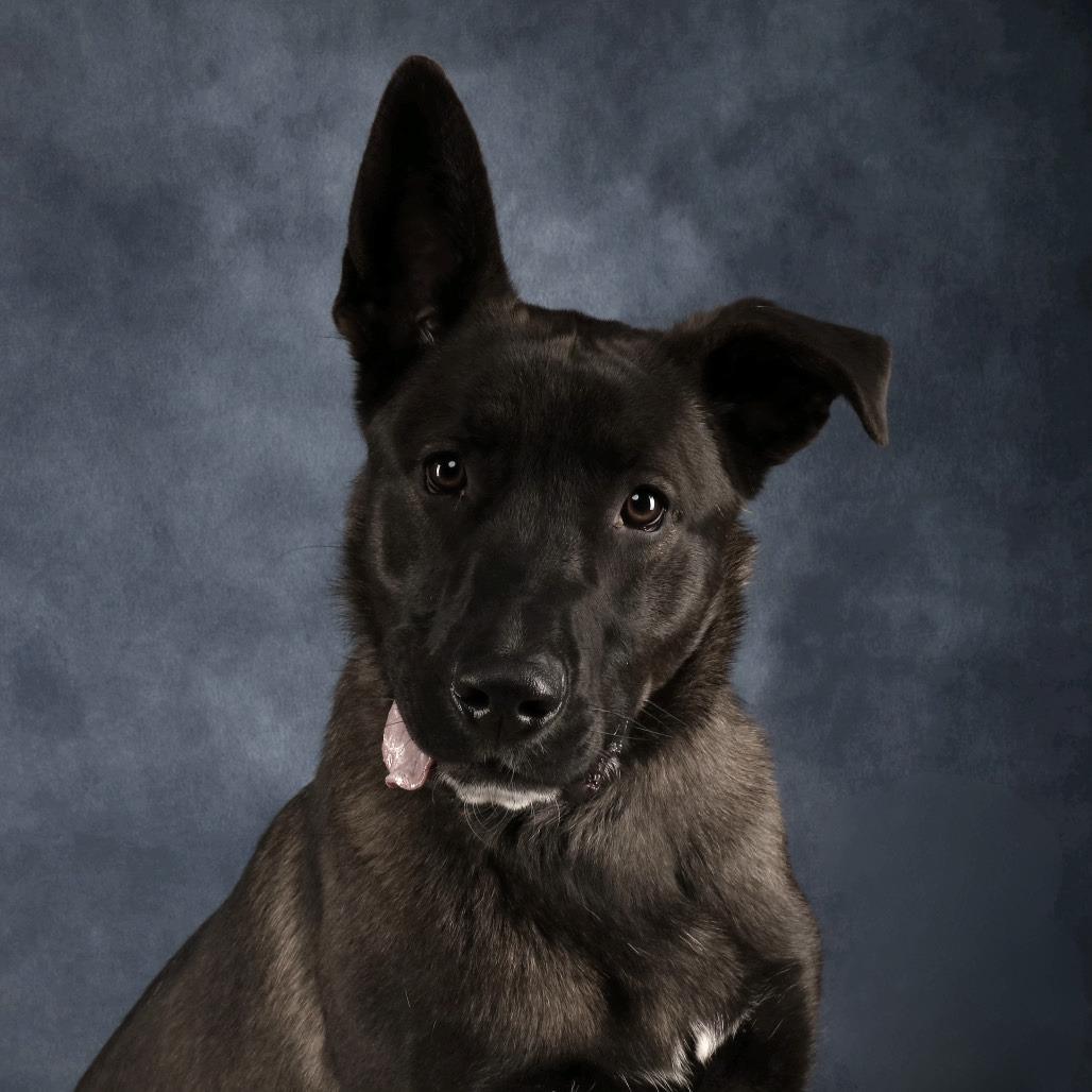 Enlarge Chief, a Adoptable Shepherd in Yucaipa, CA image 1/2