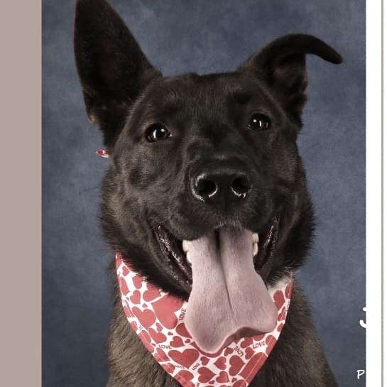 Enlarge Chief, a Adoptable Shepherd in Yucaipa, CA image 2/2