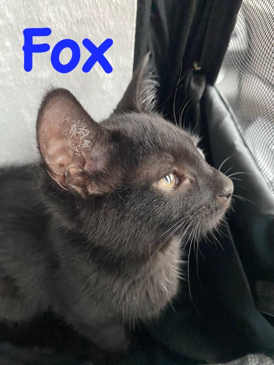 Fox, Baby Male Domestic Short Hair