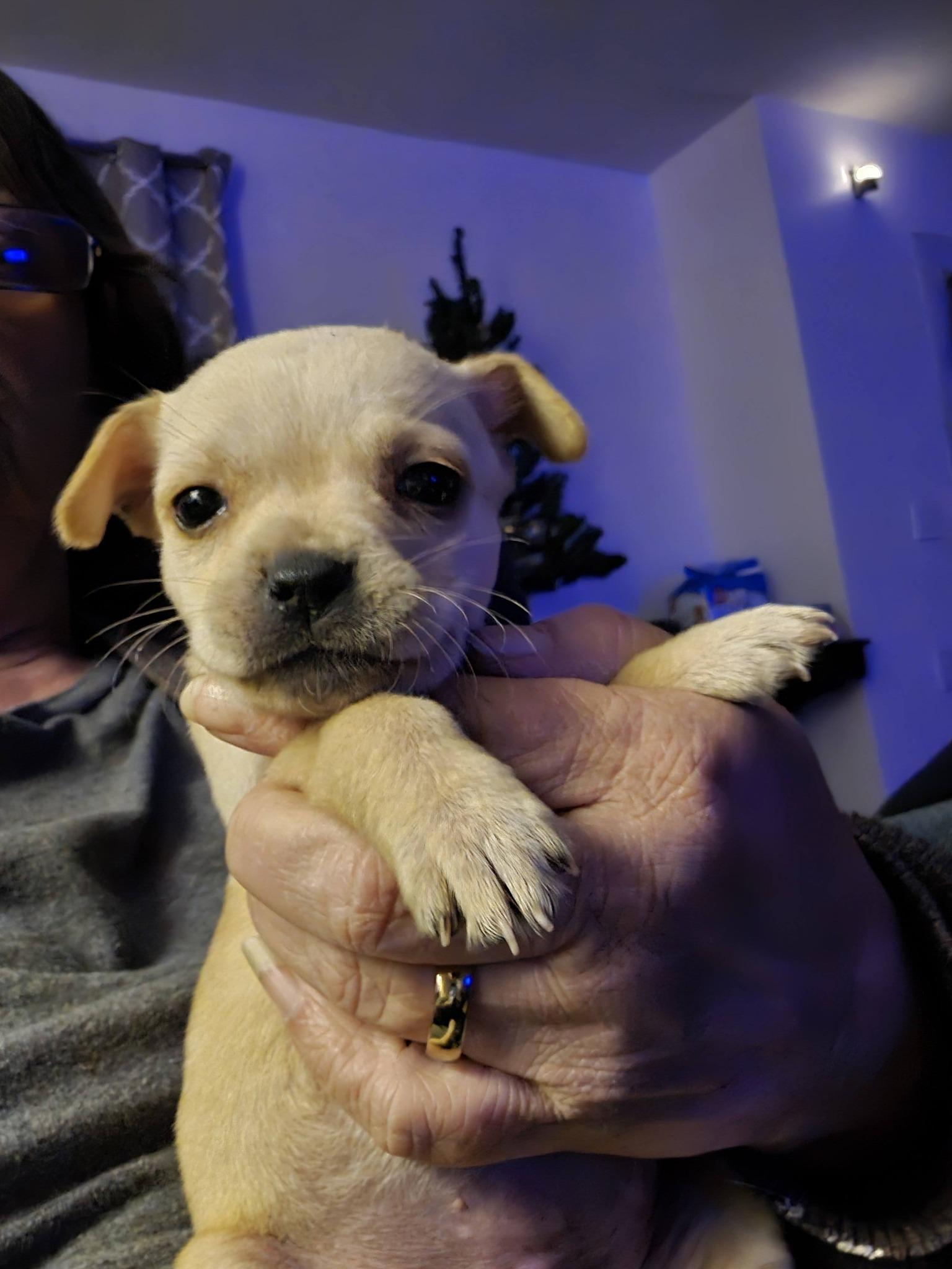 Liscia, an adopted mixed breed in Broken Arrow, OK image 2/6