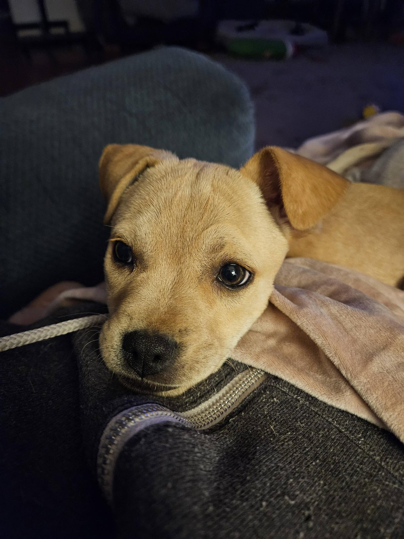 Liscia, an adopted mixed breed in Broken Arrow, OK image 3/6