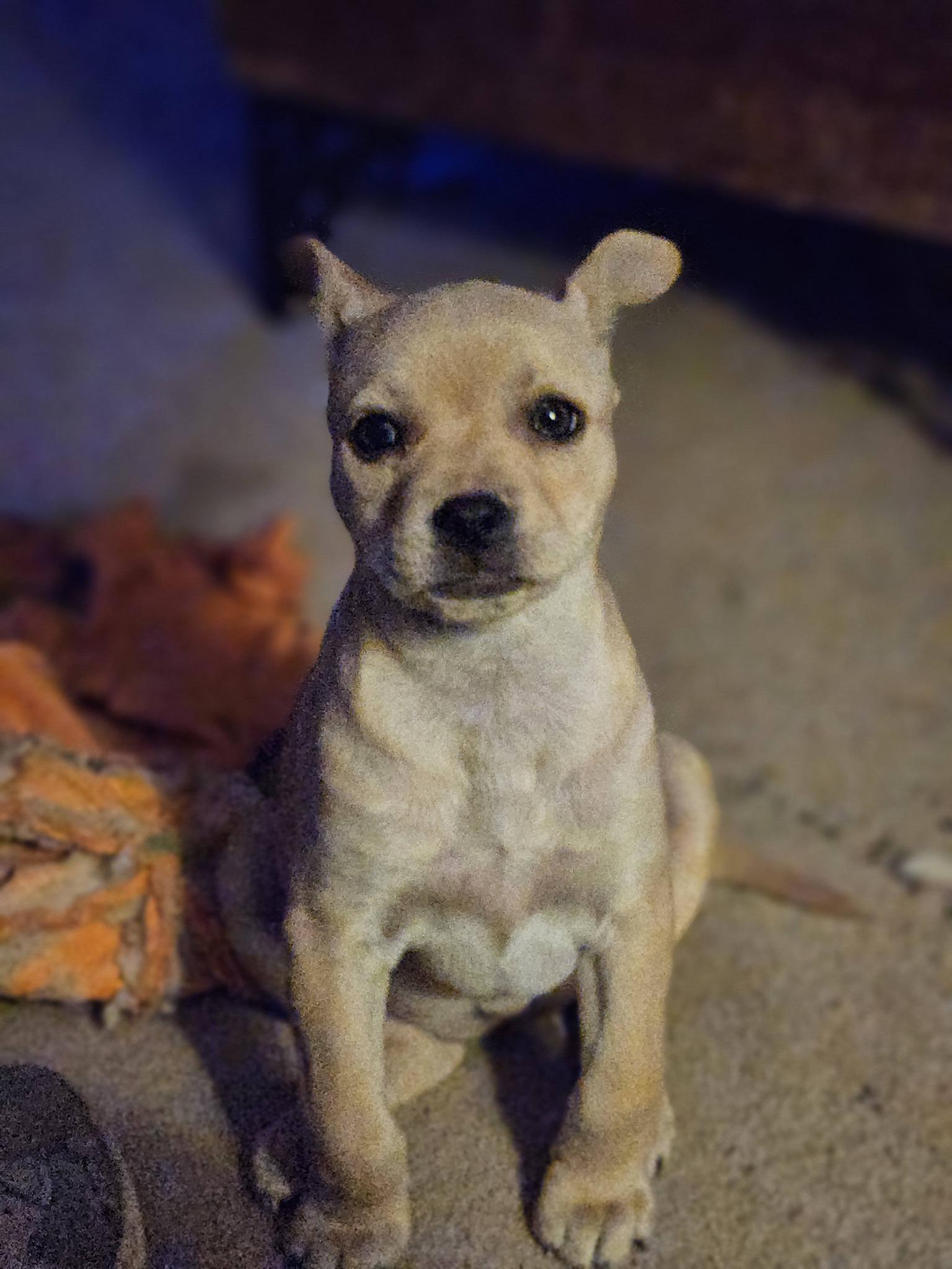 Liscia, an adopted mixed breed in Broken Arrow, OK image 6/6