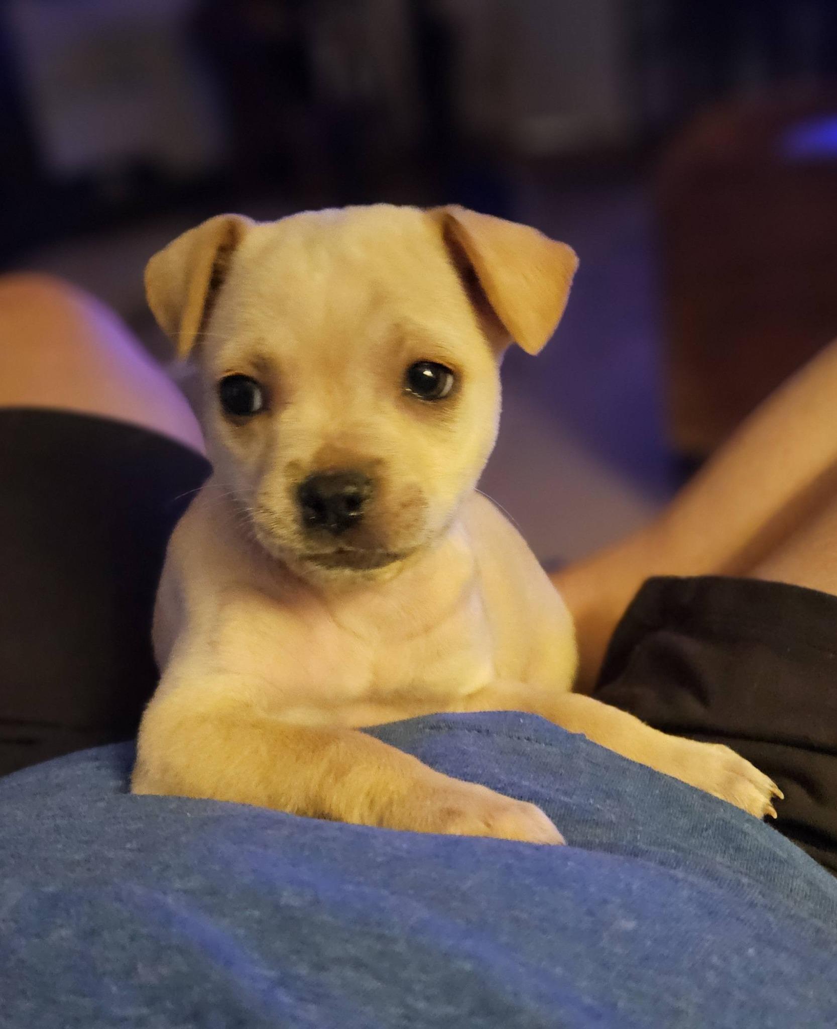 Liscia, an adopted mixed breed in Broken Arrow, OK image 5/6