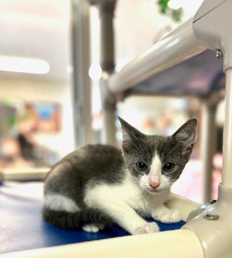 Enlarge Blarney Paws, a ADOPTABLE Domestic Short Hair in Marshall, TX image 1/1