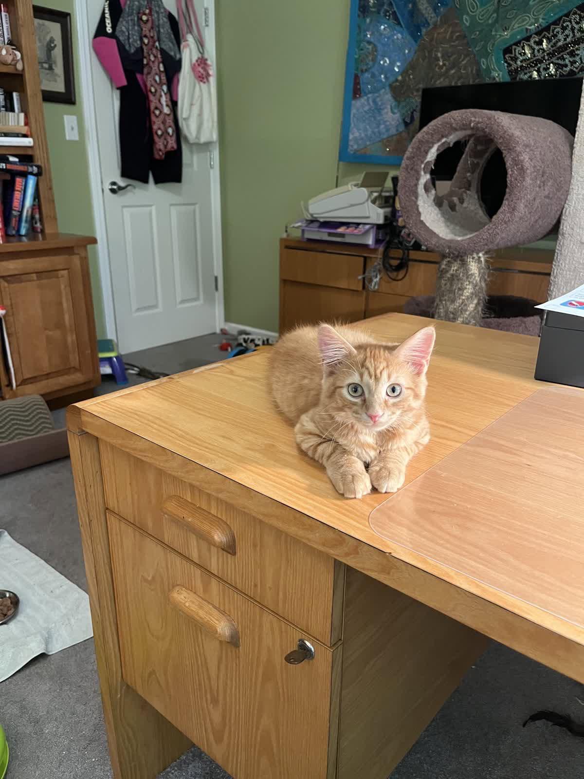 Simba, Adopted, Young Male Domestic Medium Hair.