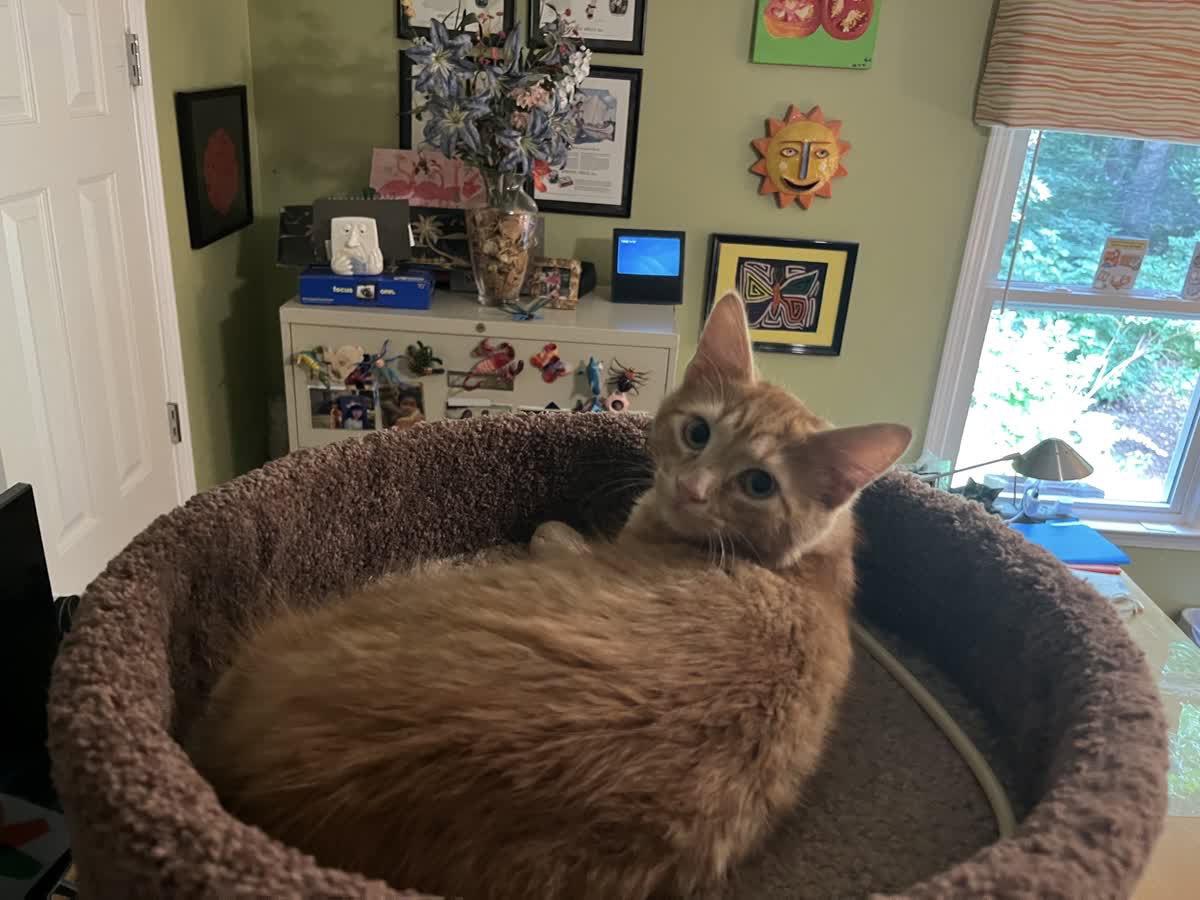 Enlarge Simba, a Adopted Domestic Medium Hair in Alpharetta, GA image 2/3