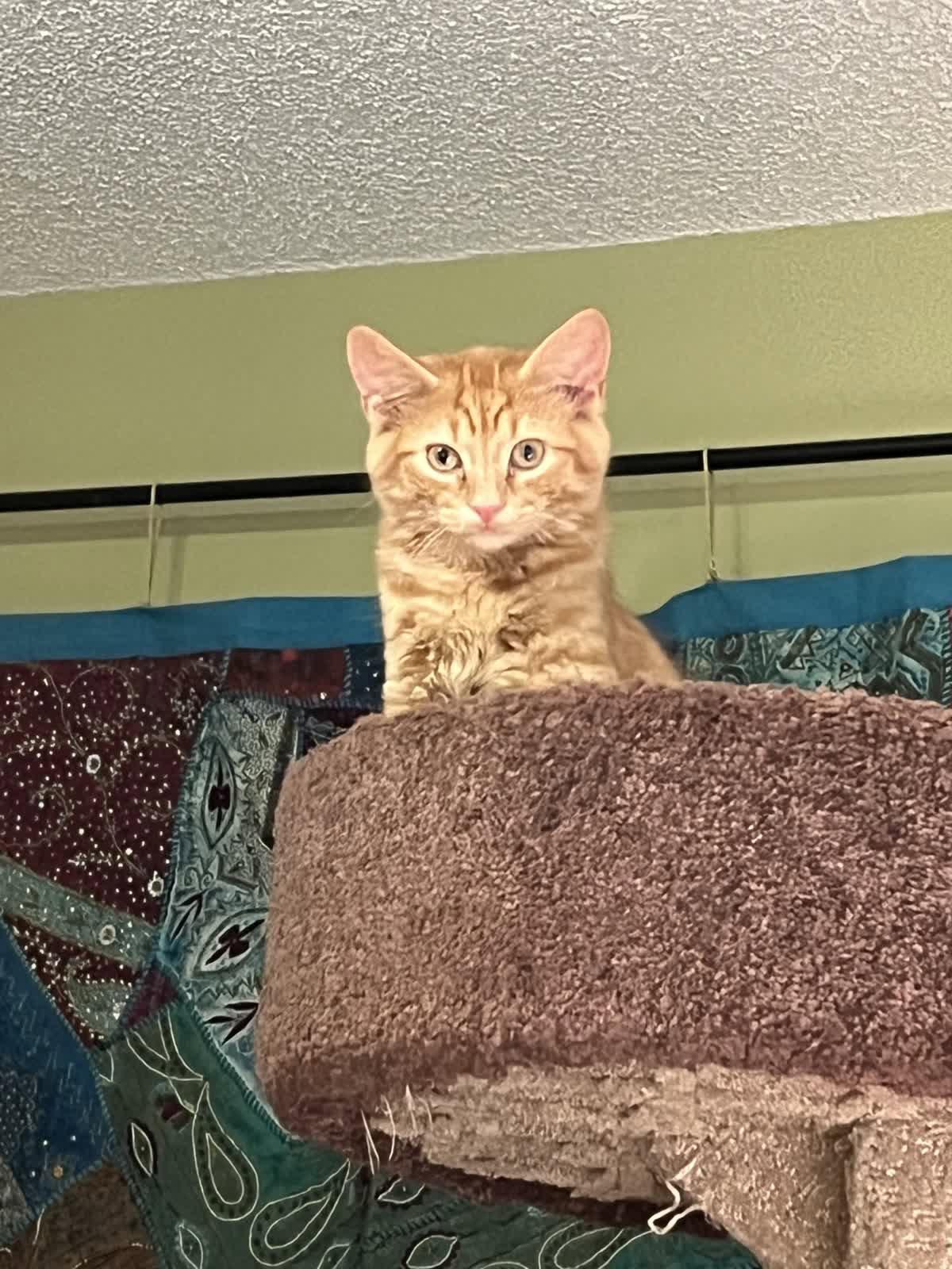 Enlarge Simba, a Adopted Domestic Medium Hair in Alpharetta, GA image 3/3