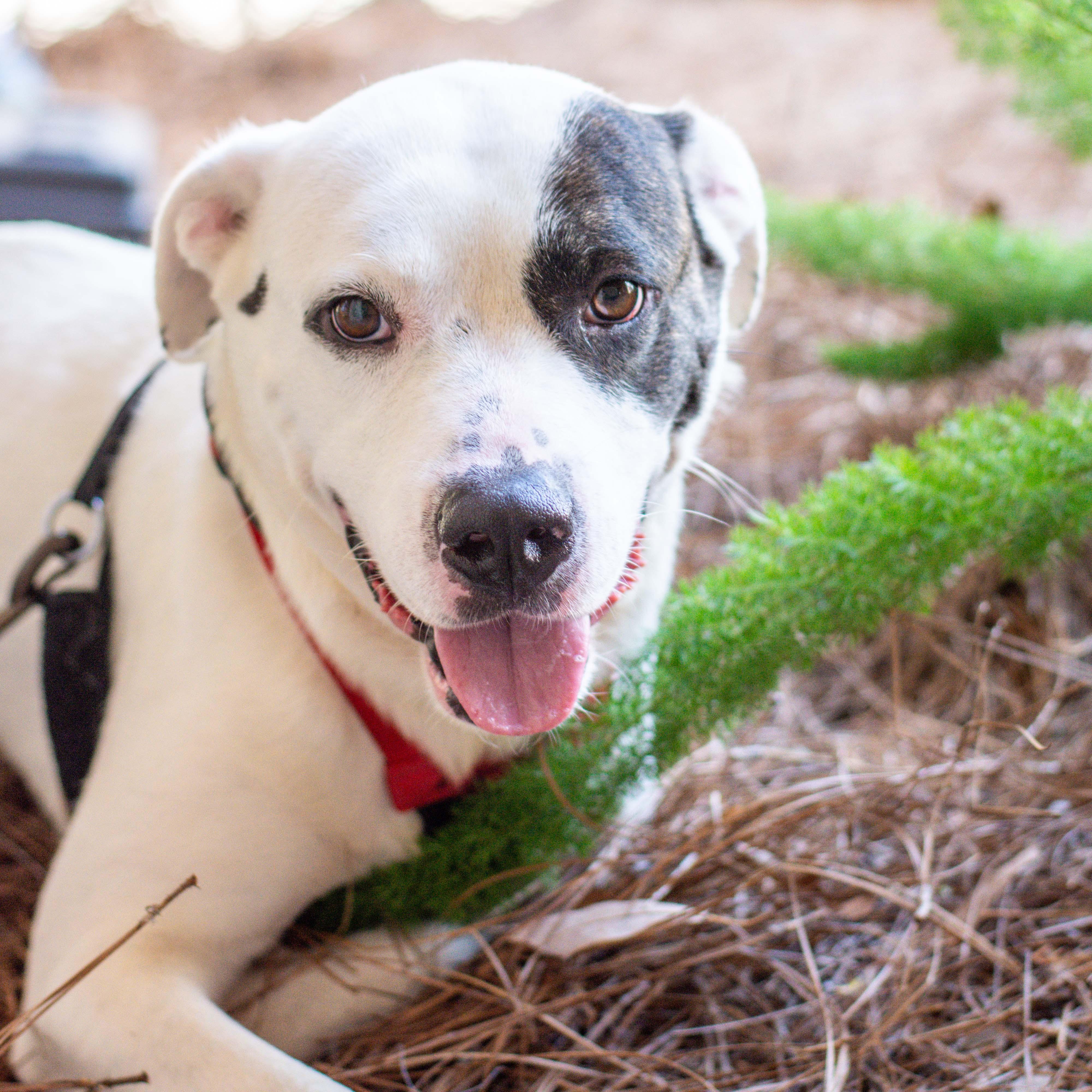 Horton, Adoptable, Adult Male Terrier.