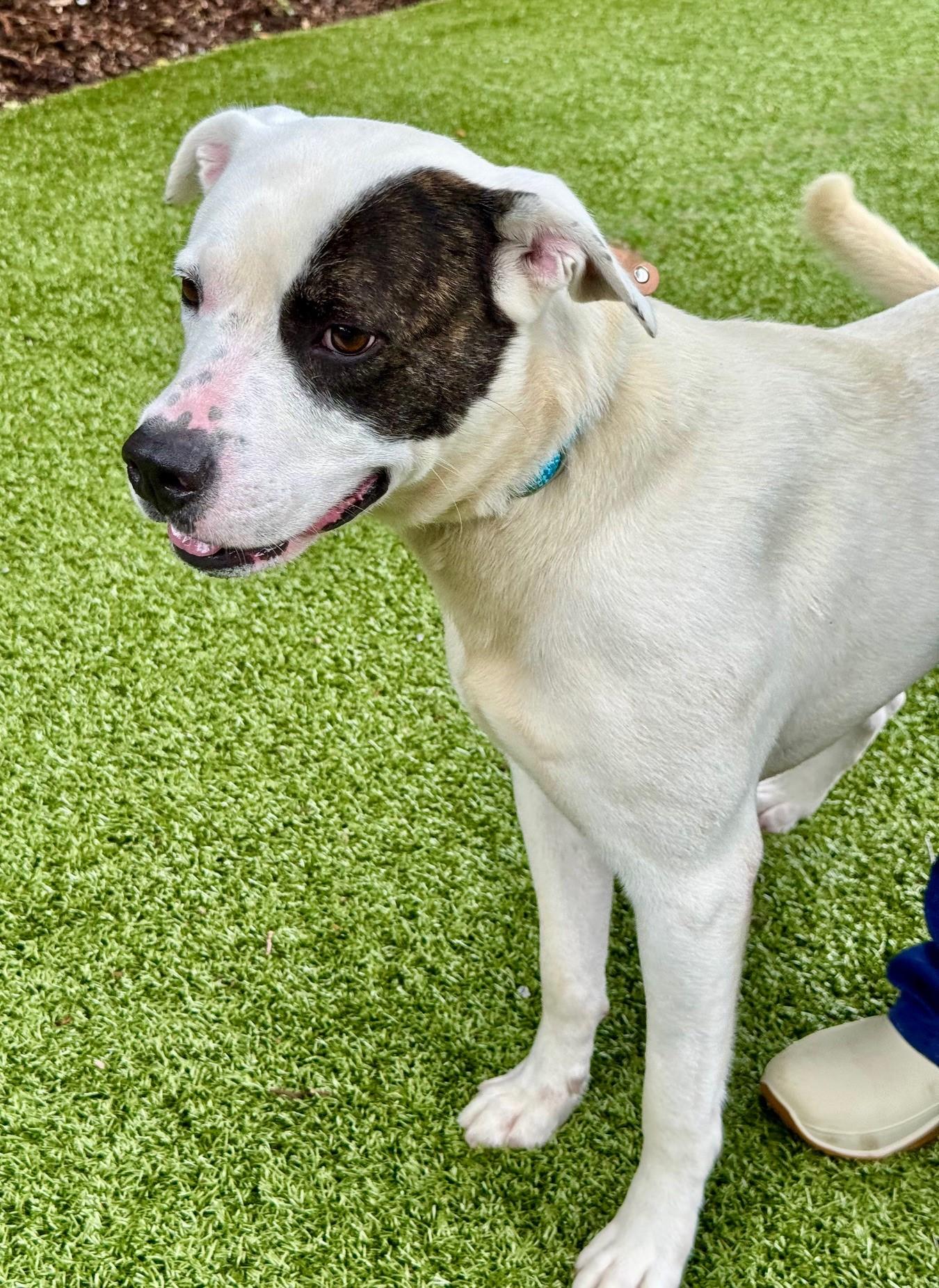 Horton, Adoptable, Adult Male Terrier.