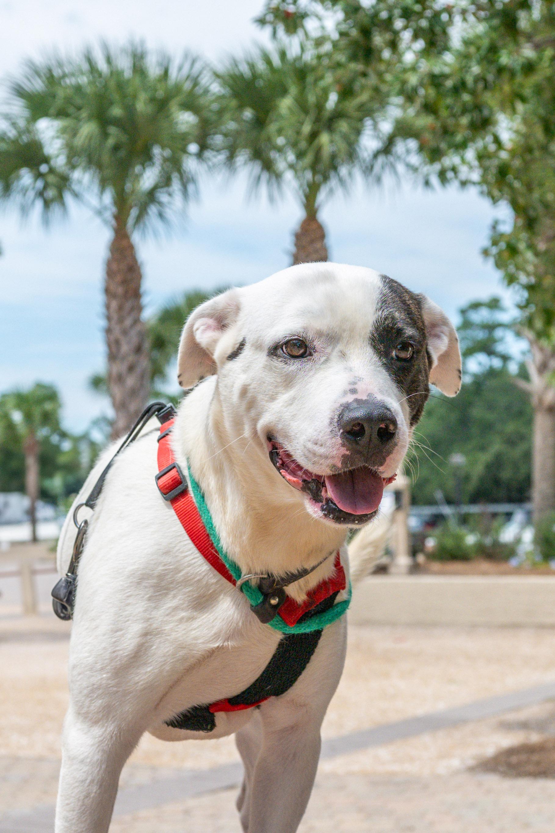 Horton — thumbnail 2