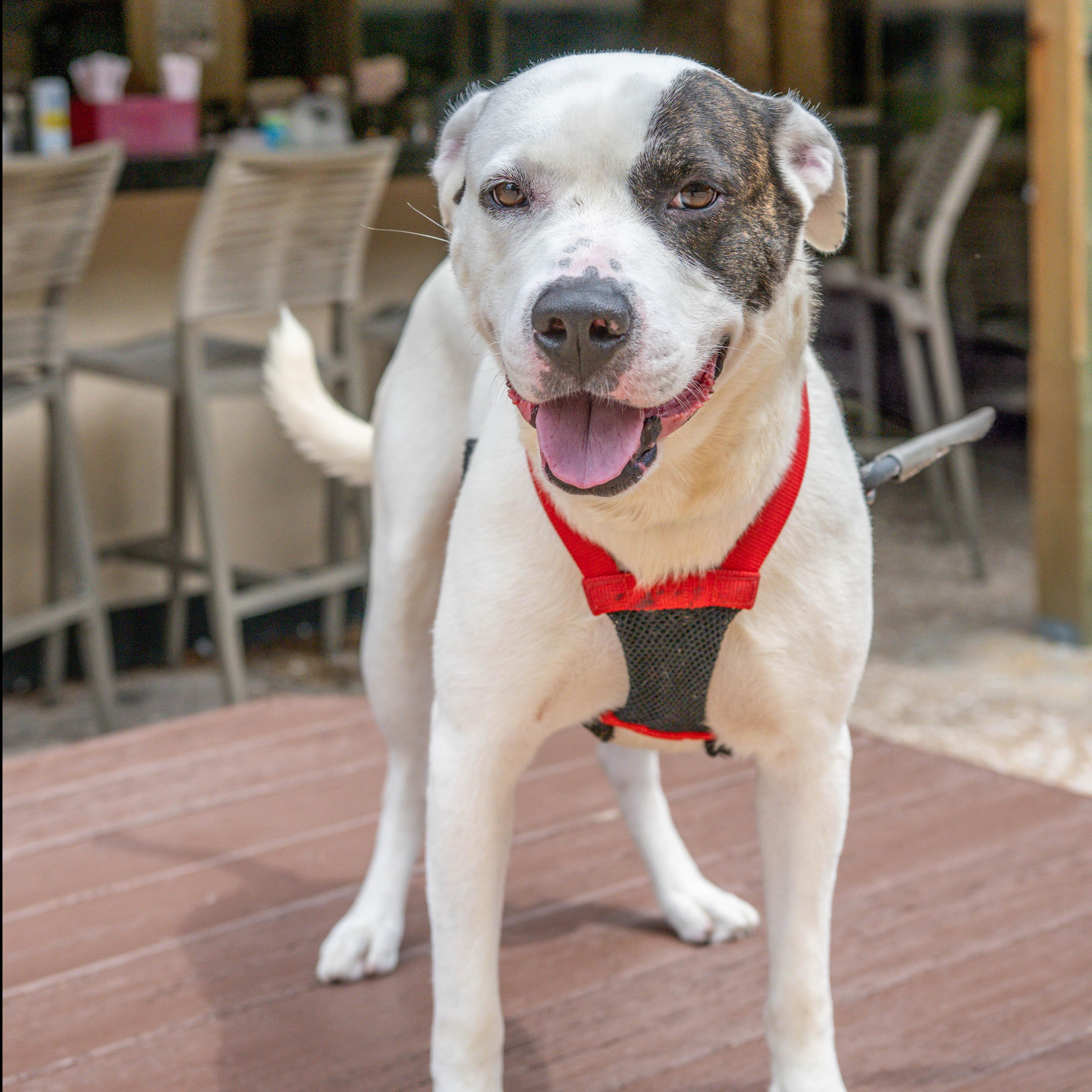Enlarge Horton, a Adoptable mixed breed in Hilton Head Island, SC image 3/5