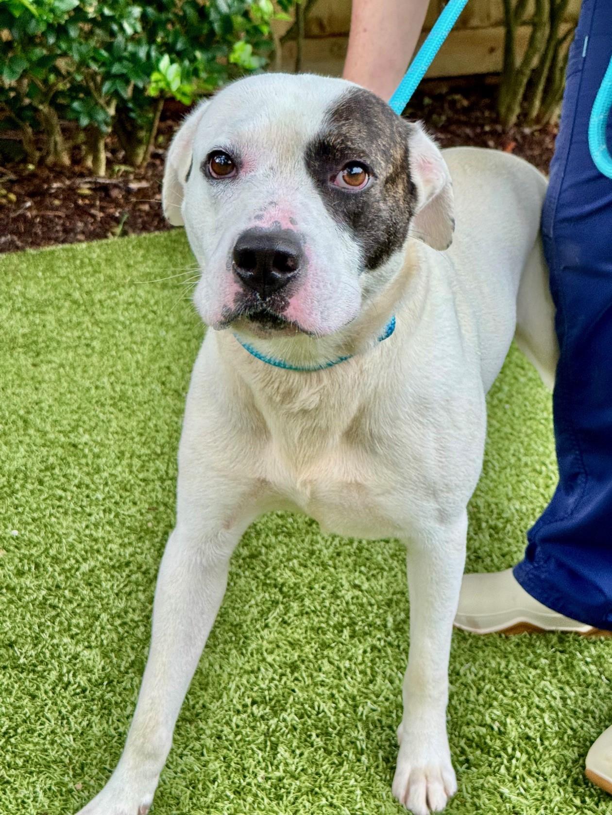 Enlarge Horton, a Adoptable mixed breed in Hilton Head Island, SC image 5/5