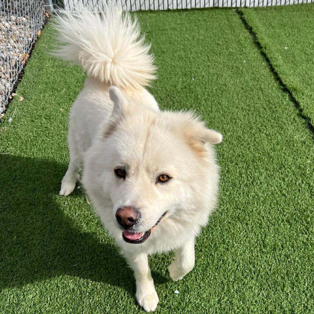 Mowgli, Adoptable, Adult Male Husky & Mixed Breed.