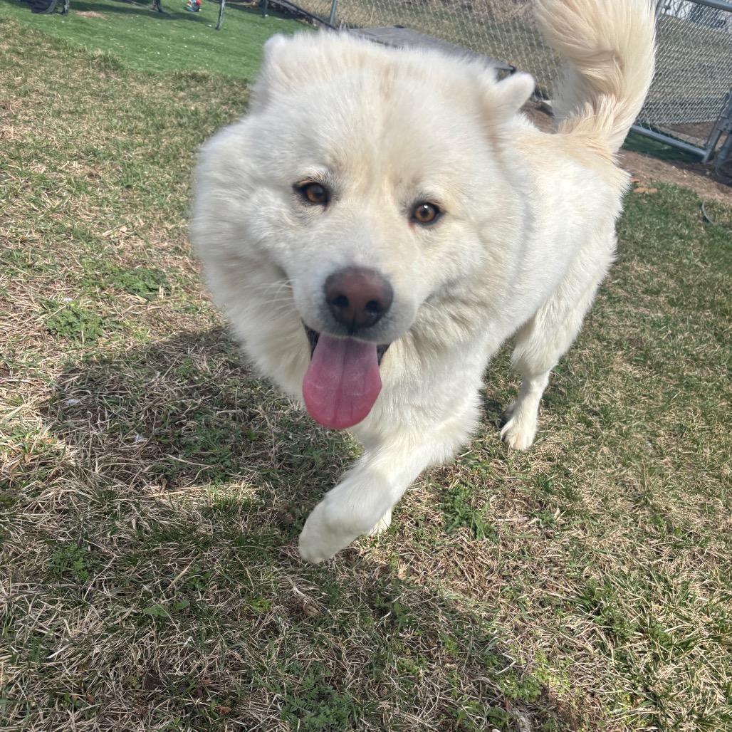 Enlarge Mowgli, a Adoptable mixed breed in Bristol, IN image 2/4