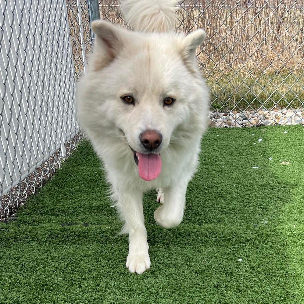 Enlarge Mowgli, a Adoptable mixed breed in Bristol, IN image 4/4