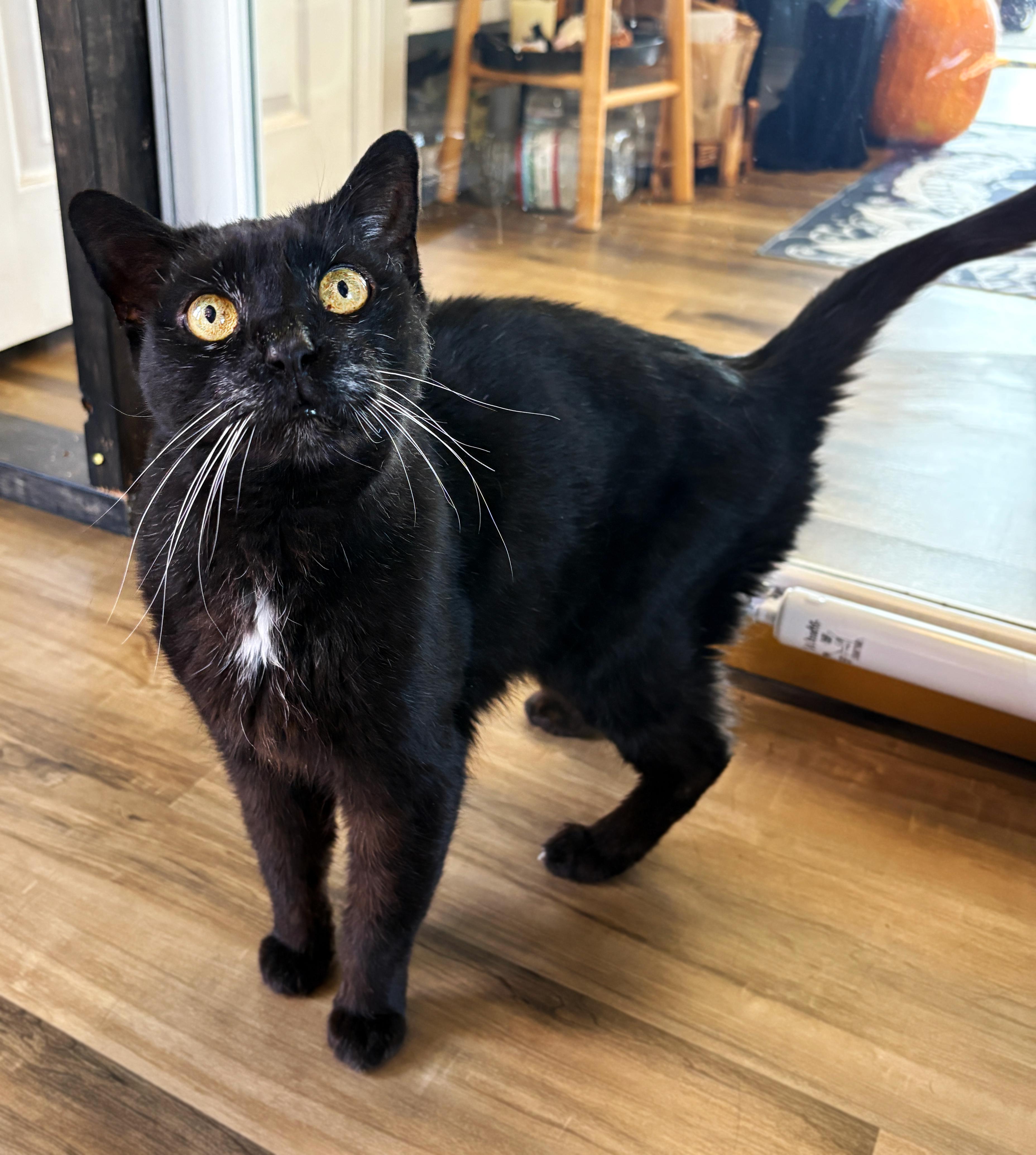 Sweet Pea, Adoptable, Senior Female Domestic Short Hair.