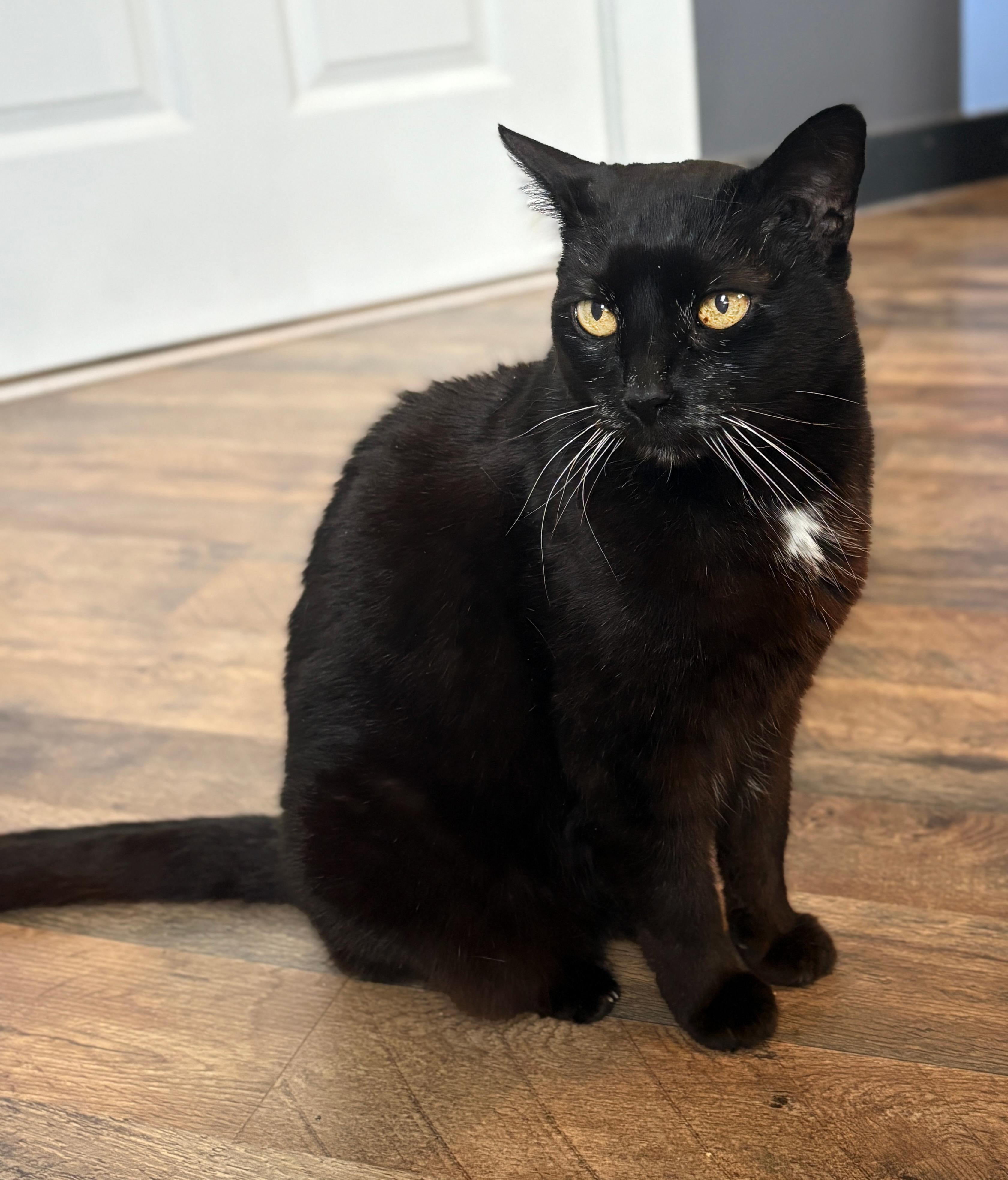 Sweet Pea, Adoptable, Senior Female Domestic Short Hair.