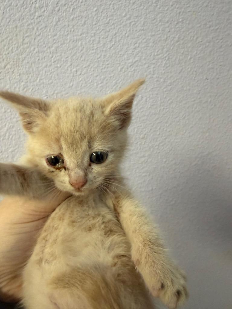 Butternut Squash, Adoptable, Kitten Female Domestic Short Hair.
