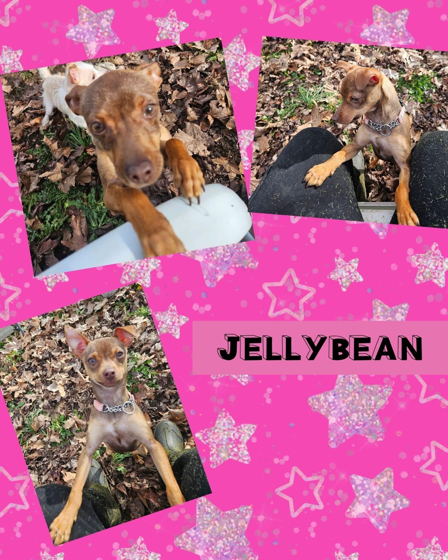 Jelly Bean, ADOPTABLE, Young Female Chihuahua.