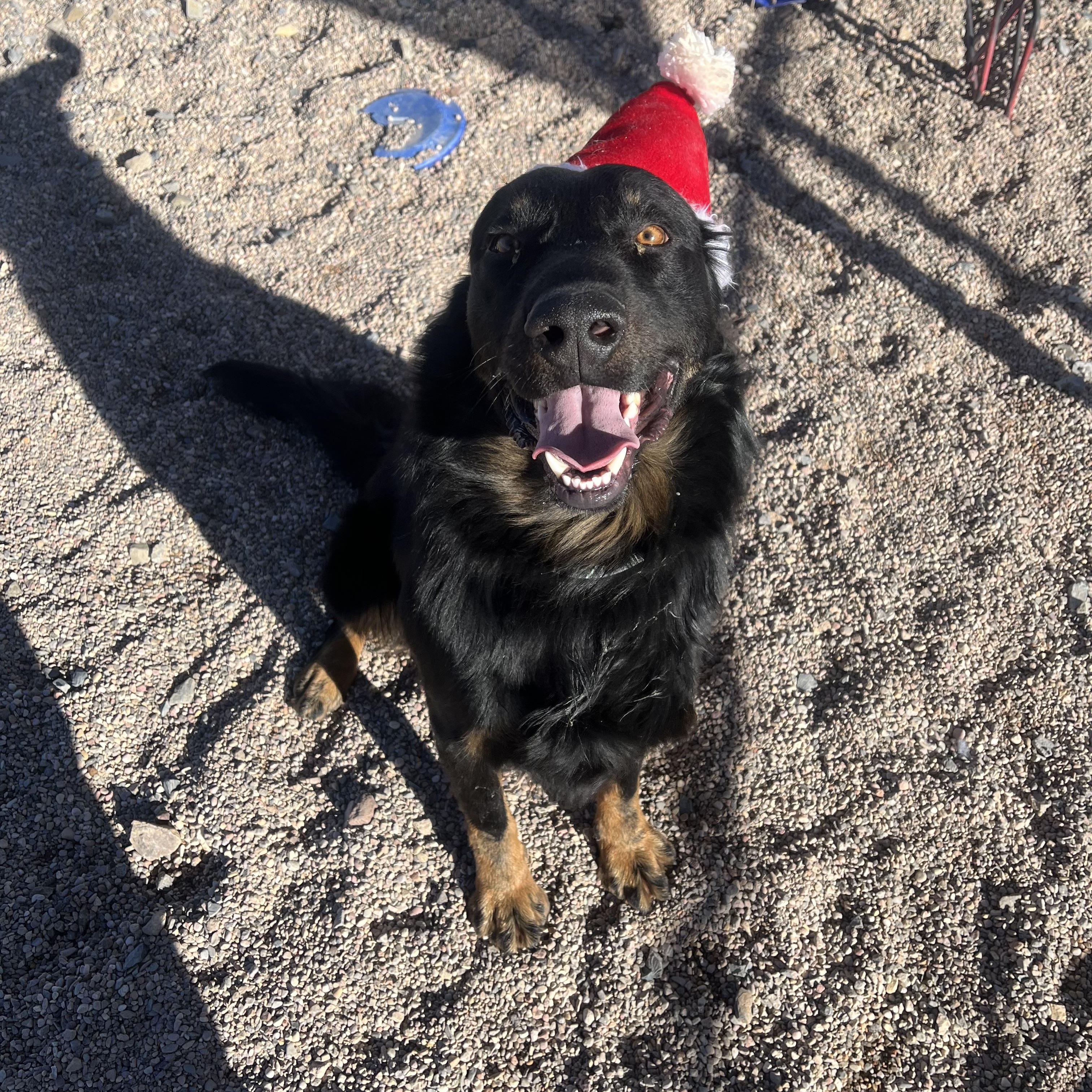 Enlarge Oscar, a Adoptable mixed breed in Cedar City, UT image 1/4