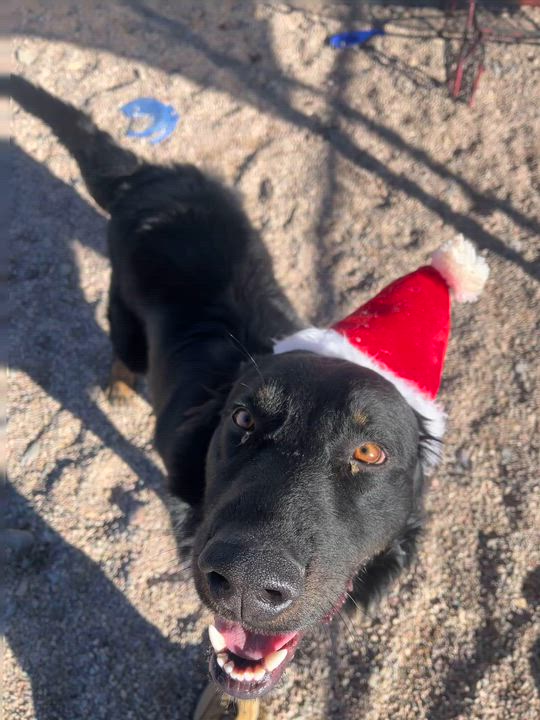 Enlarge Oscar, a Adoptable mixed breed in Cedar City, UT video 2/4