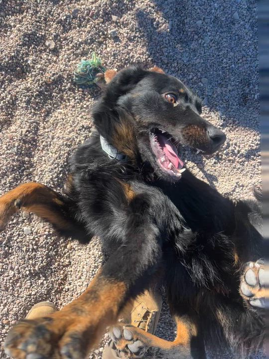 Enlarge Oscar, a Adoptable mixed breed in Cedar City, UT video 3/4