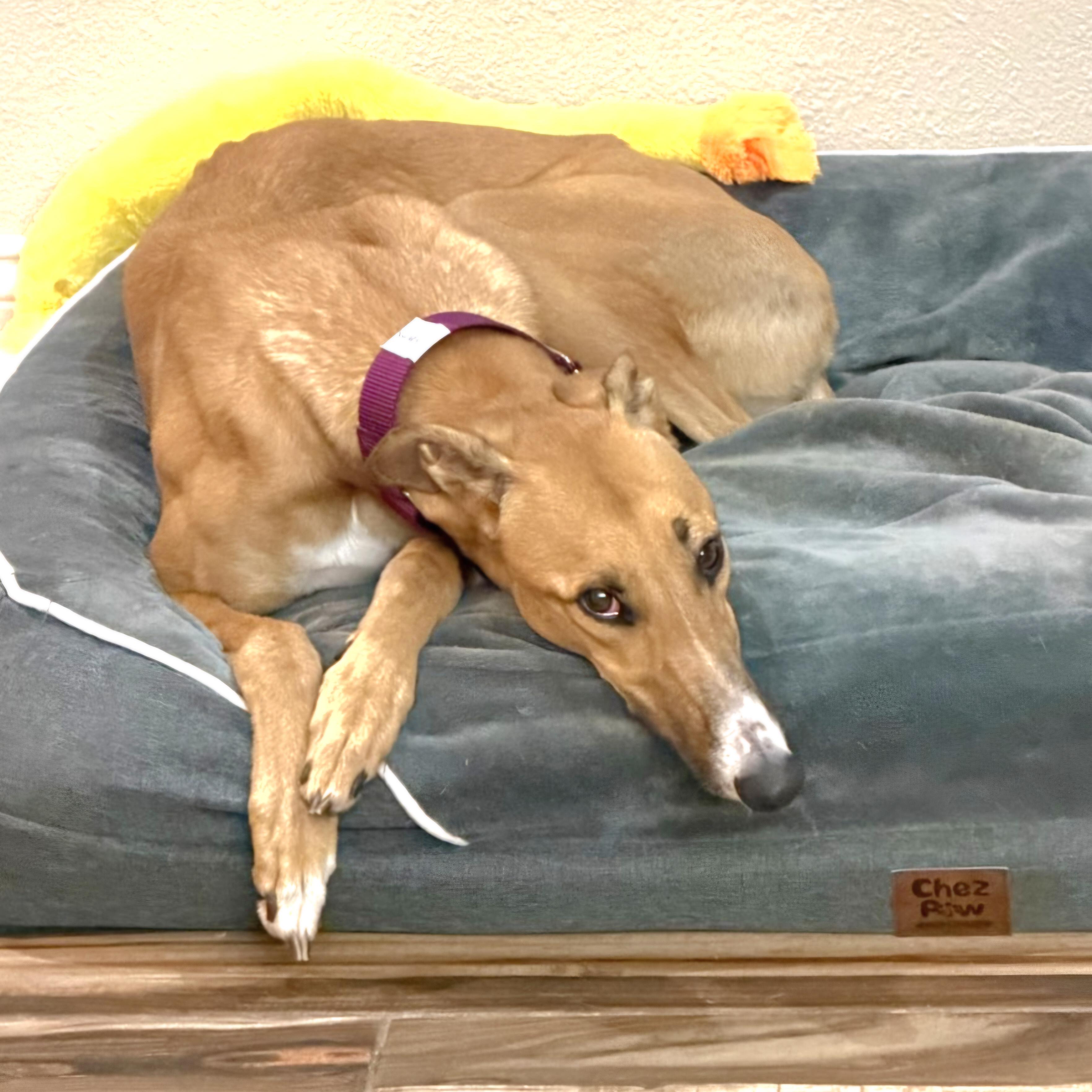 Imark Naledi, Adopted, Young Female Greyhound.