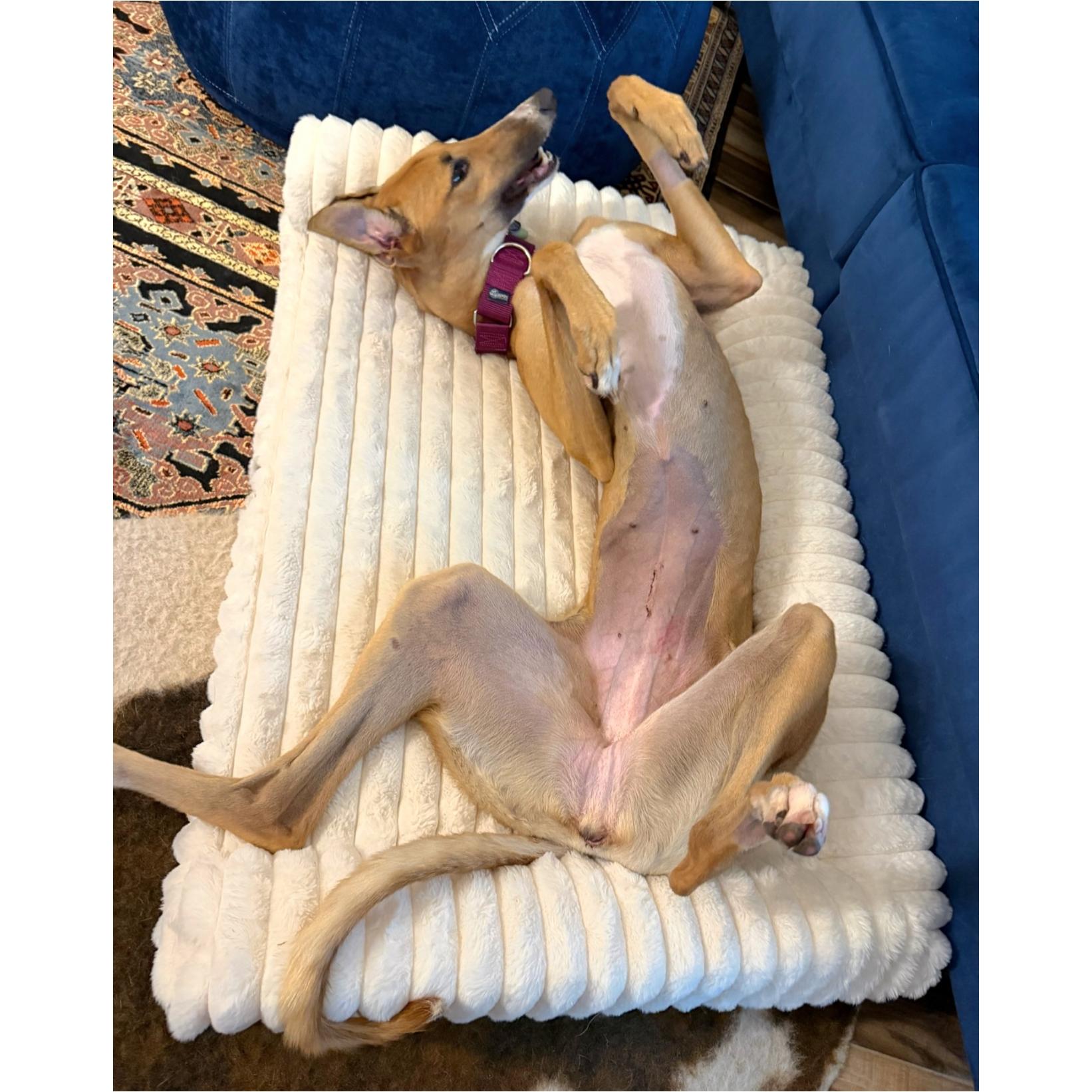 Enlarge Imark Naledi, a Adopted Greyhound in Tarpon Springs, FL image 2/5