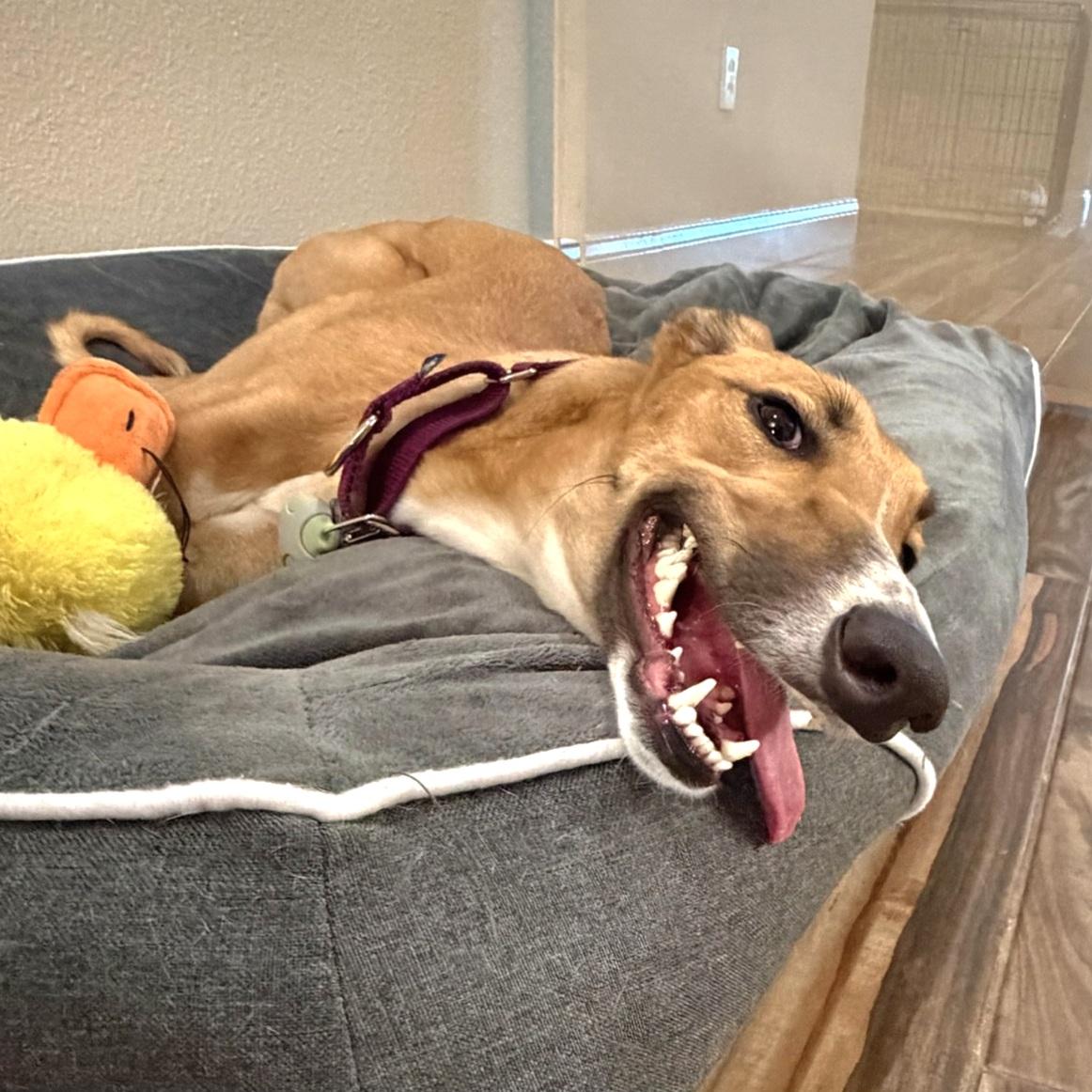 Enlarge Imark Naledi, a Adopted Greyhound in Tarpon Springs, FL image 3/5