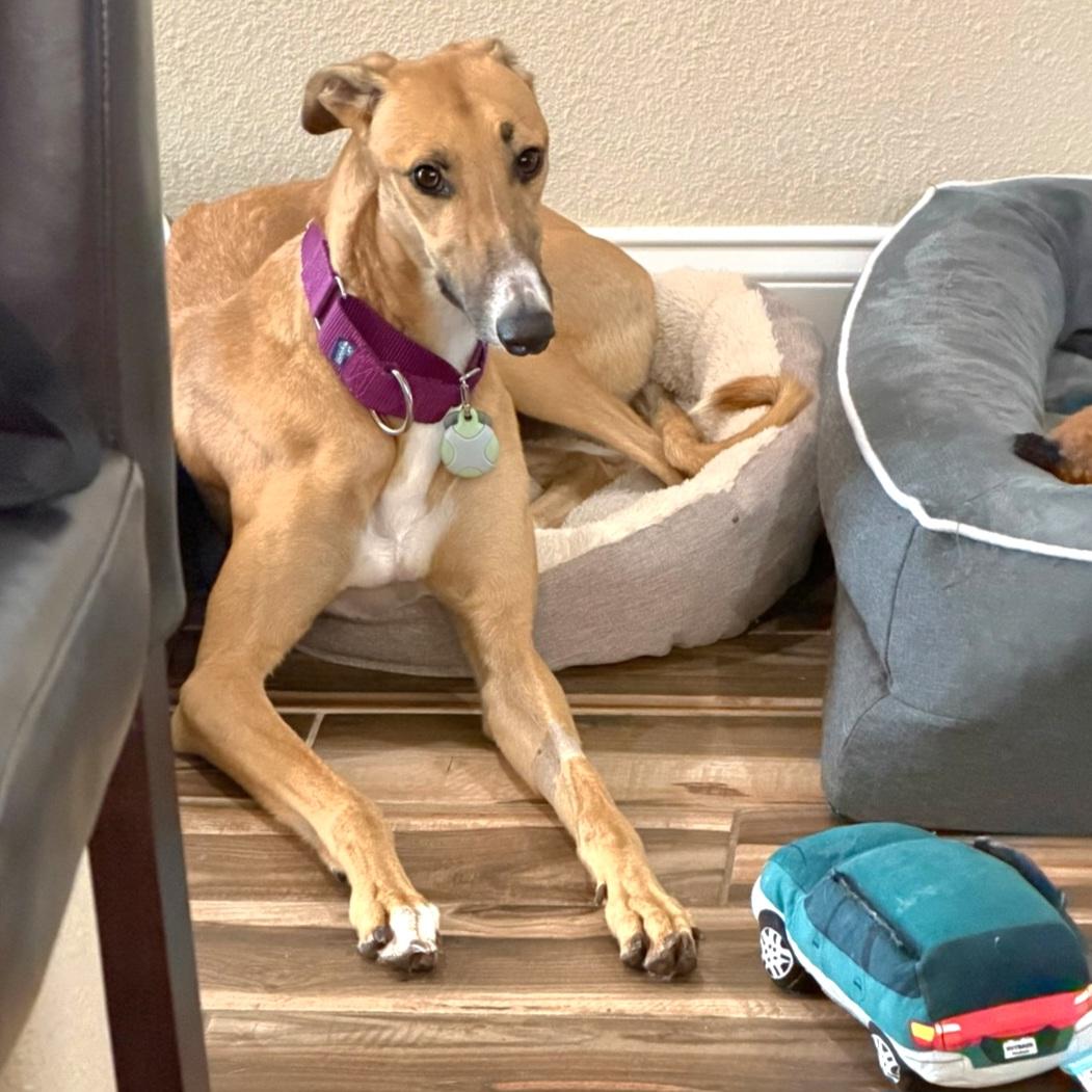 Enlarge Imark Naledi, a Adopted Greyhound in Tarpon Springs, FL image 4/5