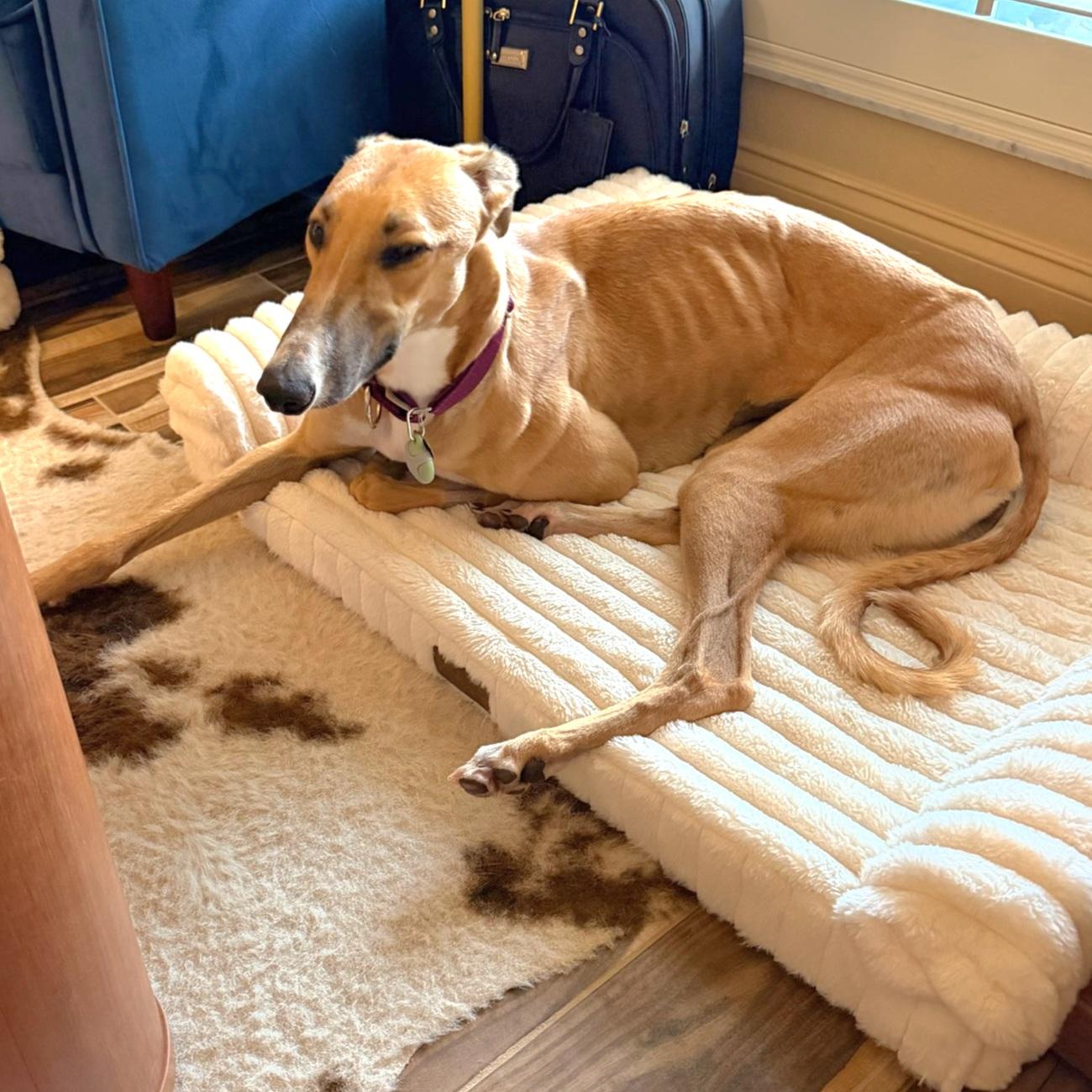 Enlarge Imark Naledi, a Adopted Greyhound in Tarpon Springs, FL image 5/5