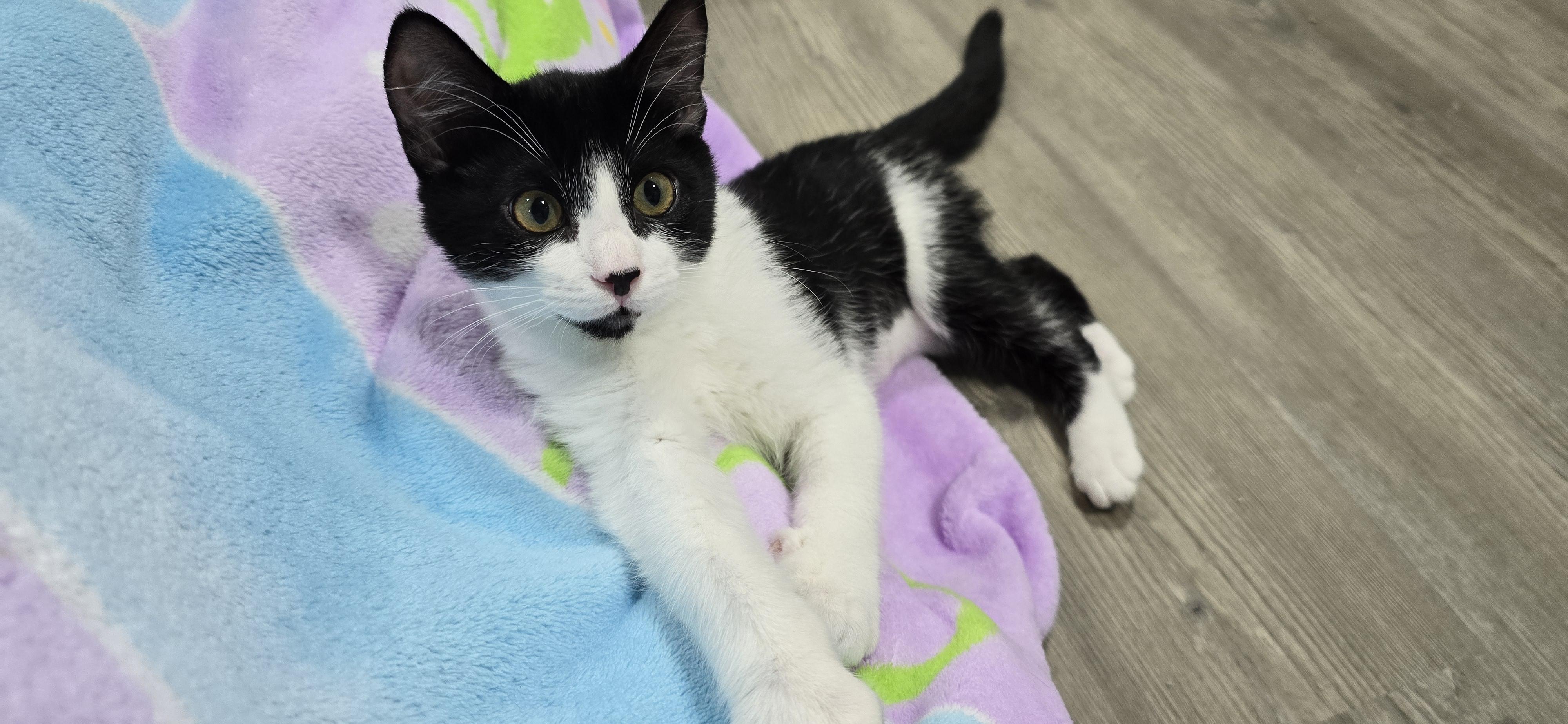 Lake, a ADOPTABLE Domestic Medium Hair in Arlington, WA image 2/4