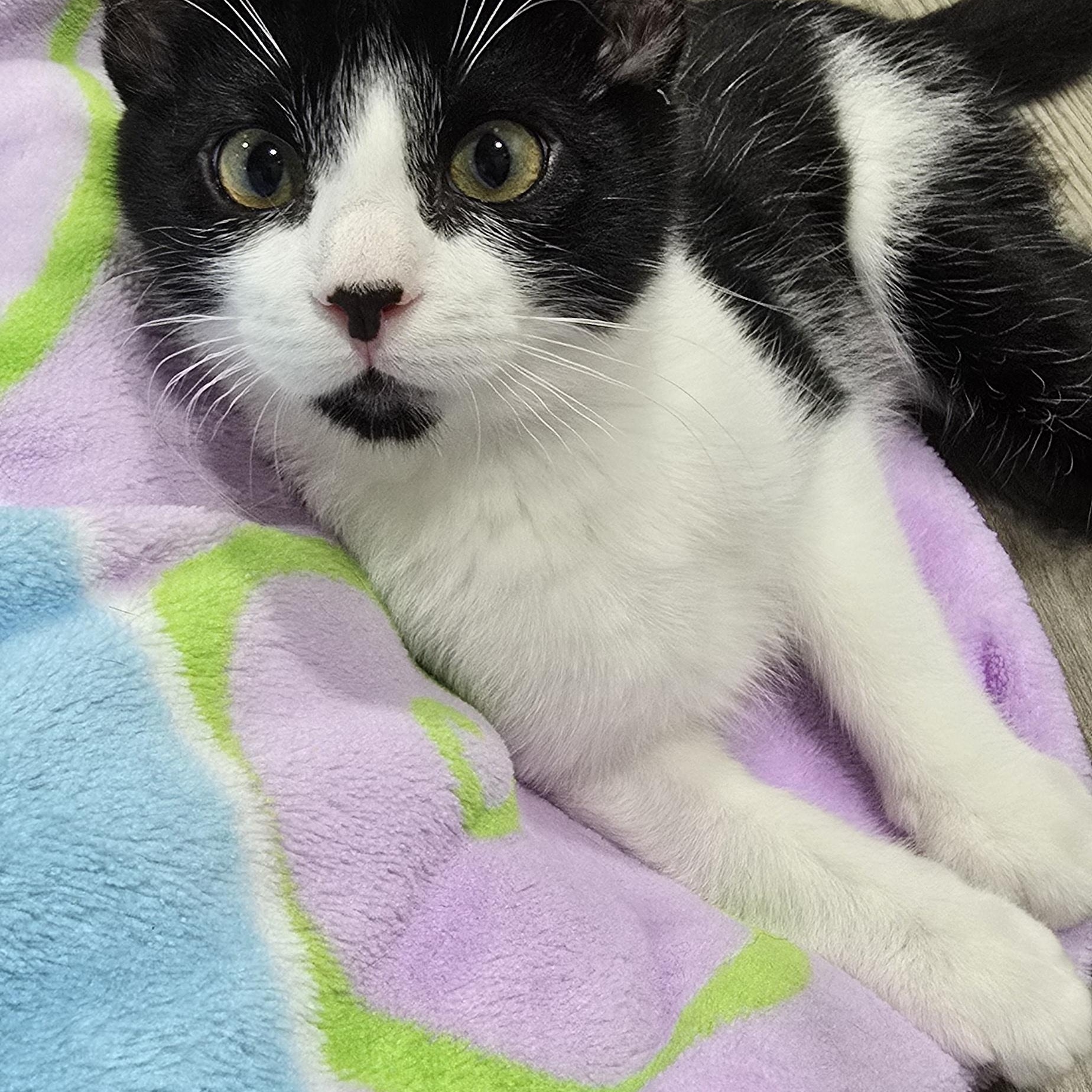 Lake, a ADOPTABLE Domestic Medium Hair in Arlington, WA image 4/4