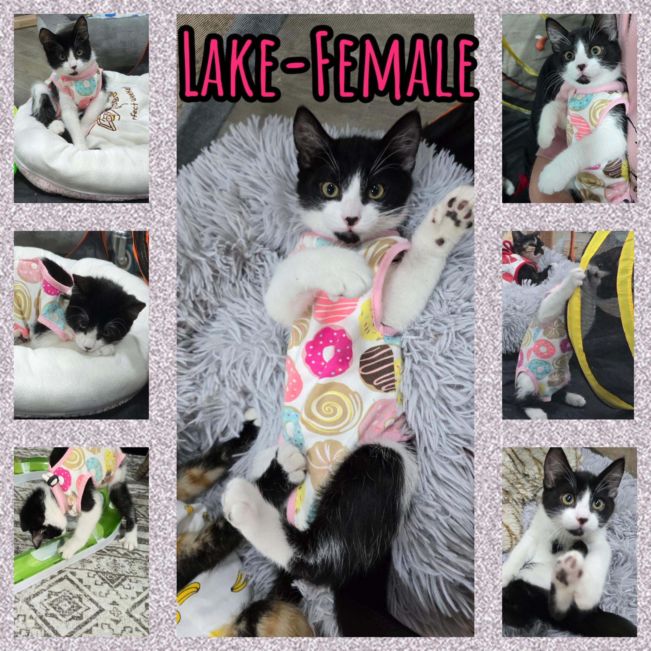 Lake, ADOPTABLE, Kitten Female Domestic Medium Hair.