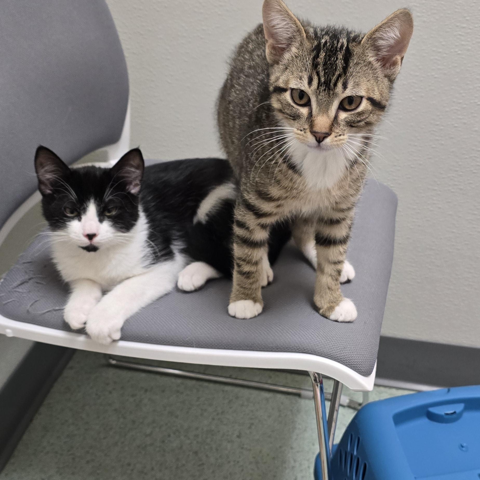 Lake, a ADOPTABLE Domestic Medium Hair in Arlington, WA image 3/4
