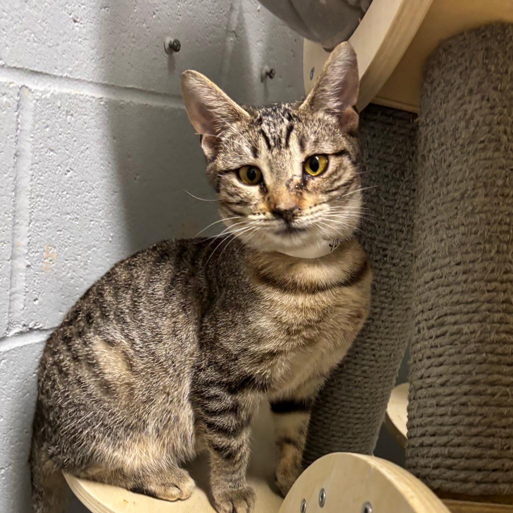 Enlarge yogi, a Adoptable Domestic Short Hair in Enterprise, AL image 1/1