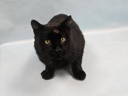 Sweetie, Adoptable, Adult Male Domestic Short Hair.