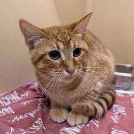 Enlarge Jinkx, a Adoptable Domestic Short Hair in Converse, TX image 1/1