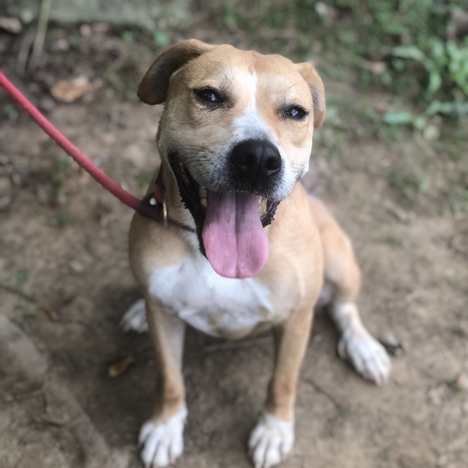 Piper, Adult Female unknown