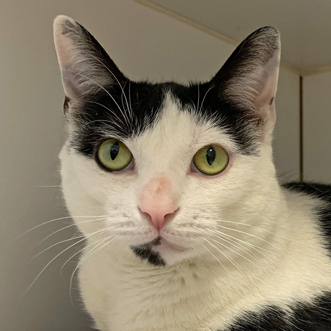 Enlarge Puzzles, a Adoptable Domestic Short Hair in Norwalk, CT image 1/1