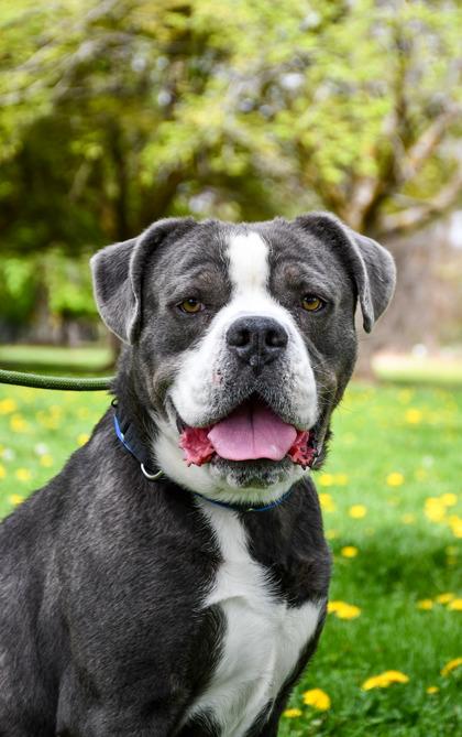 Ralph, Adoptable, Adult Male American Bulldog & Pit Bull Terrier.