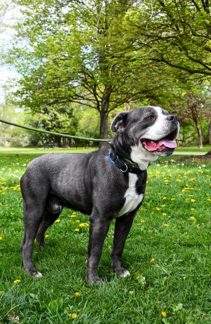 Ralph, Adoptable, Adult Male American Bulldog & Pit Bull Terrier.