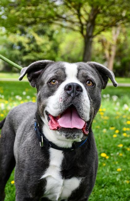 Enlarge Ralph, a Adoptable mixed breed in Yakima, WA image 2/3
