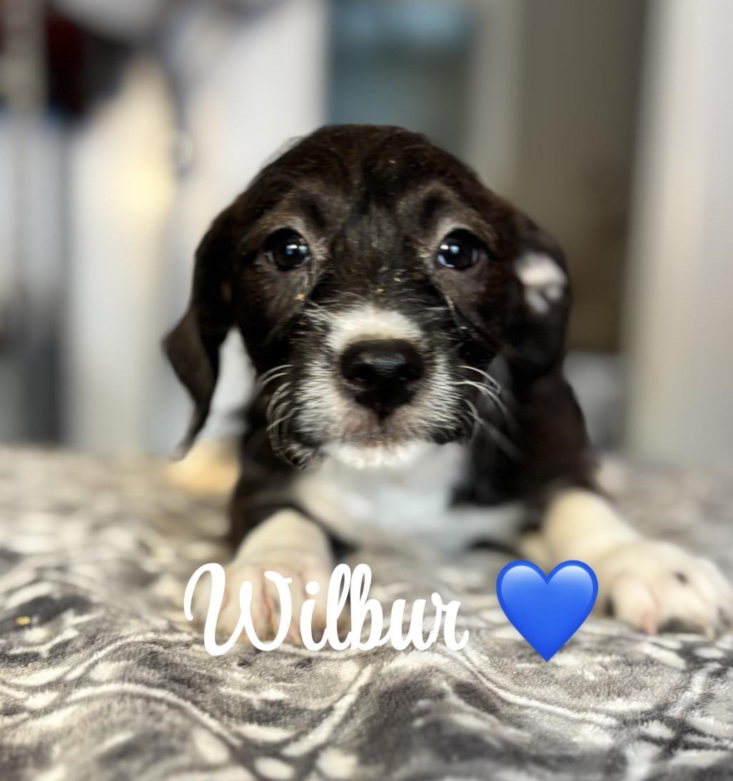 Wilbur
