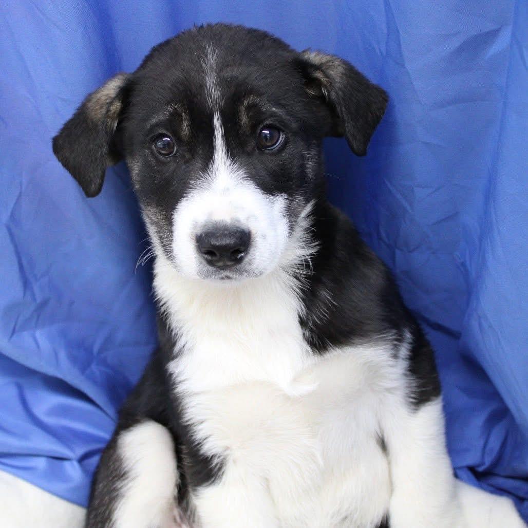 Ellis in NH! Come Meet our Adoptable Dogs Wednesday-Saturday. More info in Bio! , a ADOPTABLE mixed breed in Manchester, NH image 2/2