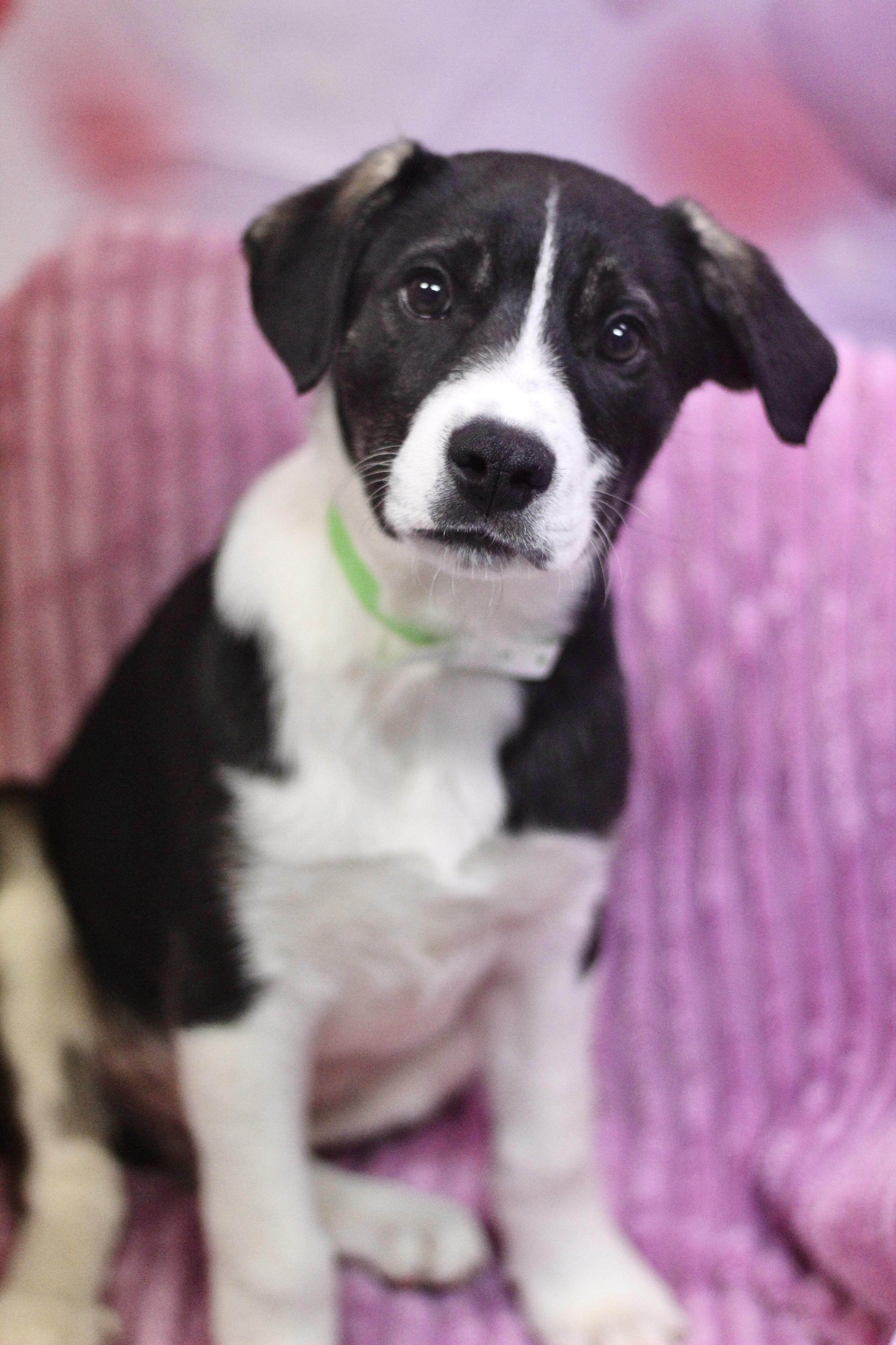 Ellis in NH! Come Meet our Adoptable Dogs Wednesday-Saturday. More info in Bio! , a ADOPTABLE mixed breed in Manchester, NH image 1/2